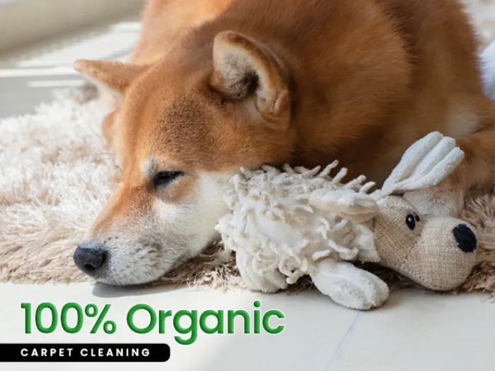 Carpet Cleaning 3